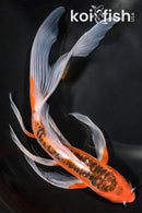 9.25" ARAGOKE HI SHUSUI BUTTERFLY