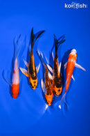 PACK OF (5) 4-4.25" BUTTERFLY KOI