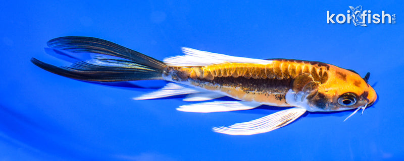 5.25" KIN KIKOKURYU BUTTERFLY