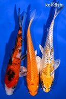 PACK OF (3) 6-7" STANDARD KOI