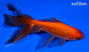 5" WATONAI GOLDFISH