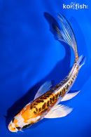 5.25" ARAGOKE KUJAKU BUTTERFLY
