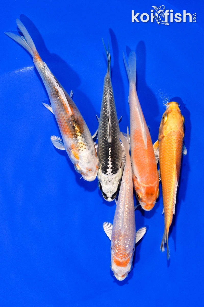 PACK OF (5) 3.75"- 4" STANDARD KOI