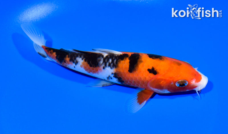 6.25" SANKE