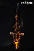 6.25" KIN ORENJI BEKKO