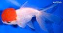 5" TANCHO ORANDA GOLDFISH