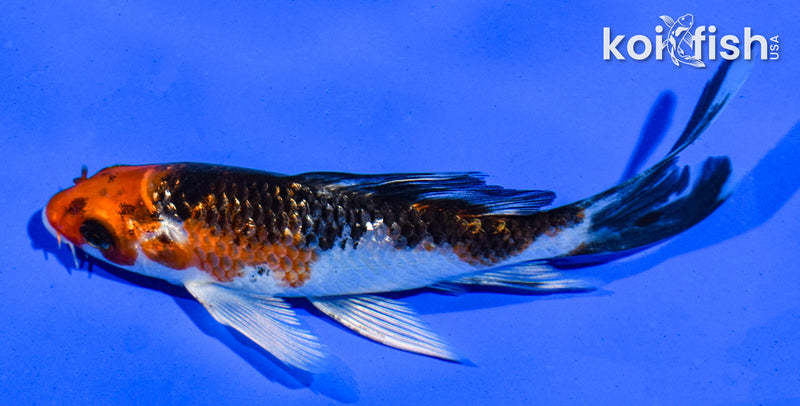 4.5" GINRIN YAMATO NISHIKI BUTTERFLY