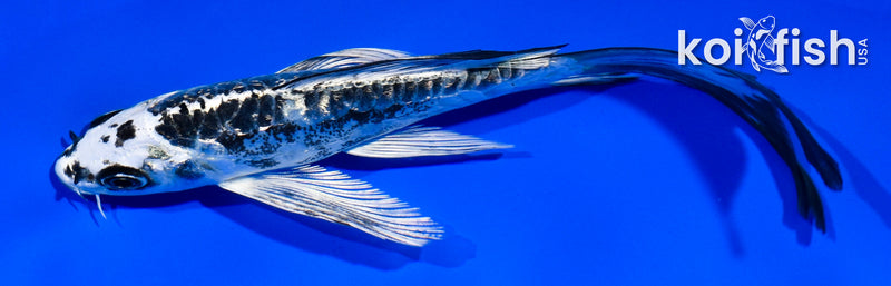 5.5" GINRIN KIKOKURYU BUTTERFLY