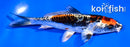 4.5" BENI KIKOKURYU