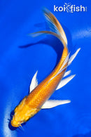 5.5" YAMABUKI OGON BUTTERFLY