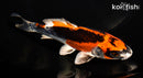 6.75" BENI KIKOKURYU