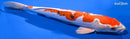 15.5" HEISEI NISHIKI