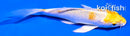 4.5" GINRIN LEMON HARIWAKE BUTTERFLY