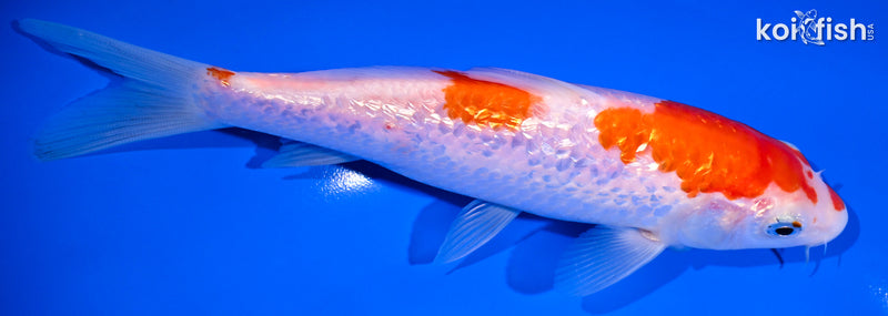 6.5" GINRIN KOHAKU