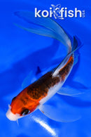 6.25" BUDO GOROMO BUTTERFLY