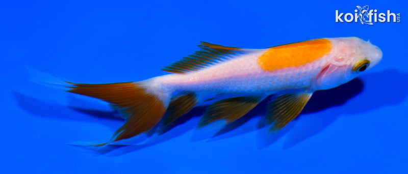 5.25" WAKIN GOLDFISH