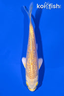 4.5" GINRIN YAMABUKI OGON