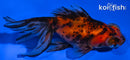 4.5" CALICO TELESCOPE FANTAIL GOLDFISH