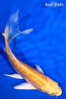 5.25" GINRIN YAMABUKI OGON BUTTERFLY