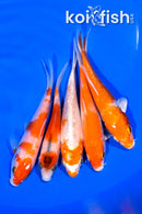 PACK OF (5) 3.75-4" STANDARDKOI