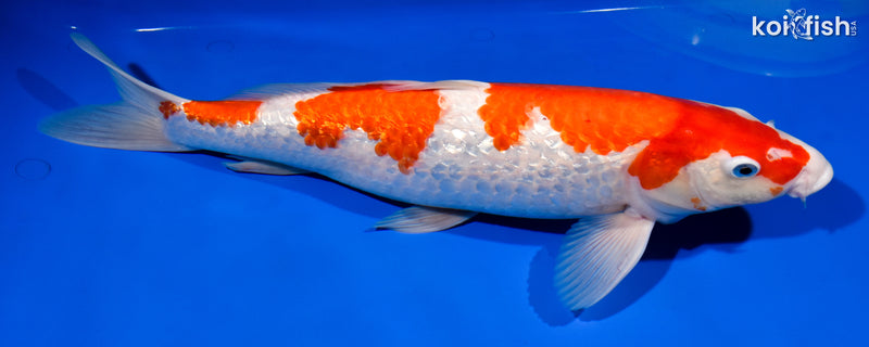 15.5" GINRIN SANDAN KOHAKU
