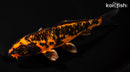6.25" KIN ORENJI BEKKO