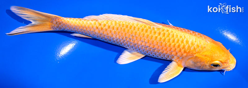 7" ORENJI OGON