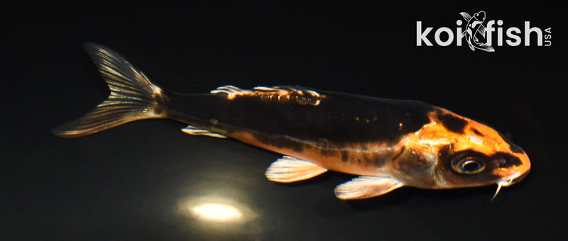 4.75" GINRIN BENI KIKOKURYU