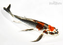 8.75" BENI GINGA BUTTERFLY