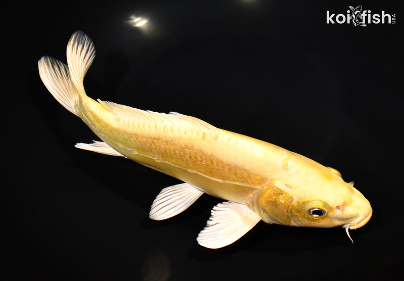 10.25" DOITSU YAMABUKI OGON