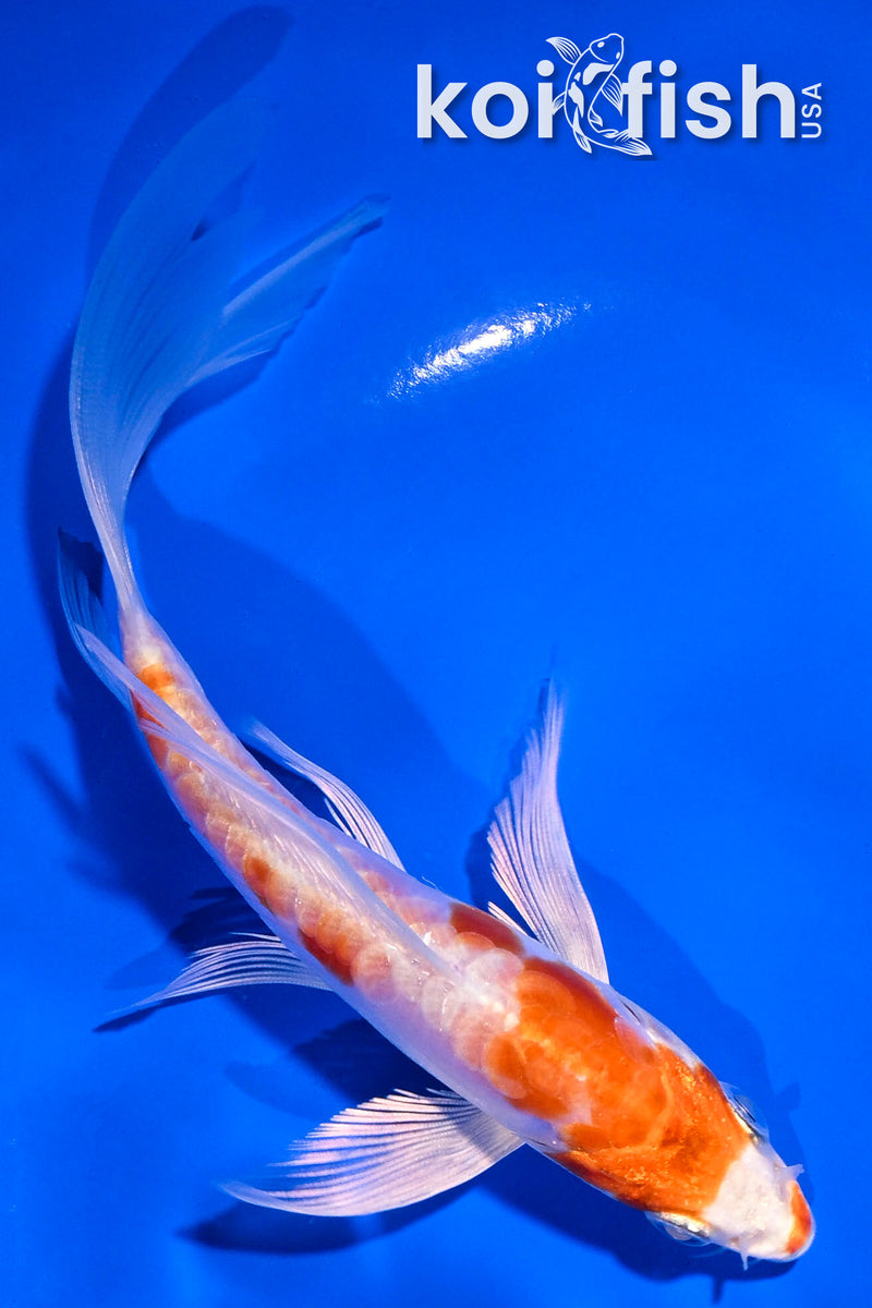 5.5" ARAGOKE KIKUSUIBUTTERFLY