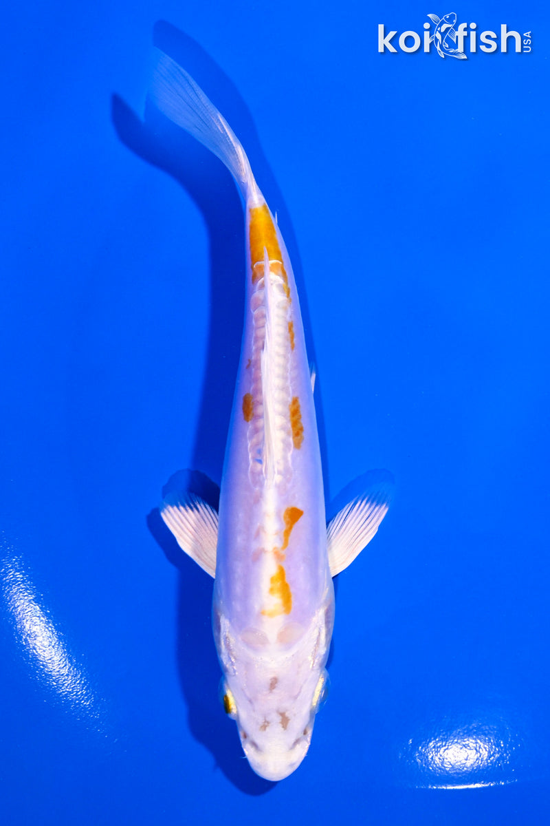5.5" KIKUSUI