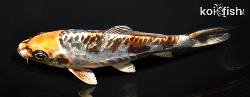 6.25" ARAGOKE BENI KIKOKURYU