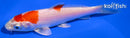 4.5" HARIWAKE