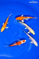 PACK OF (5) 4-4.5" STANDARD KOI