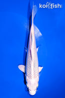 6.25" PLATINUM OGON