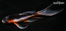 5" ASAGI BUTTERFLY