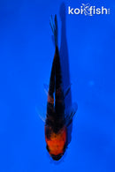4" BENI MATSUKAWABAKE