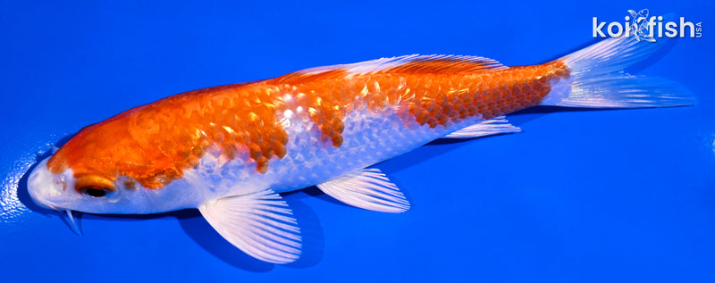 5.25" GINRIN HARIWAKE