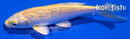 4.5" GINRIN YAMABUKI OGON