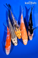 PACK OF (5) 4-5" STANDARD KOI