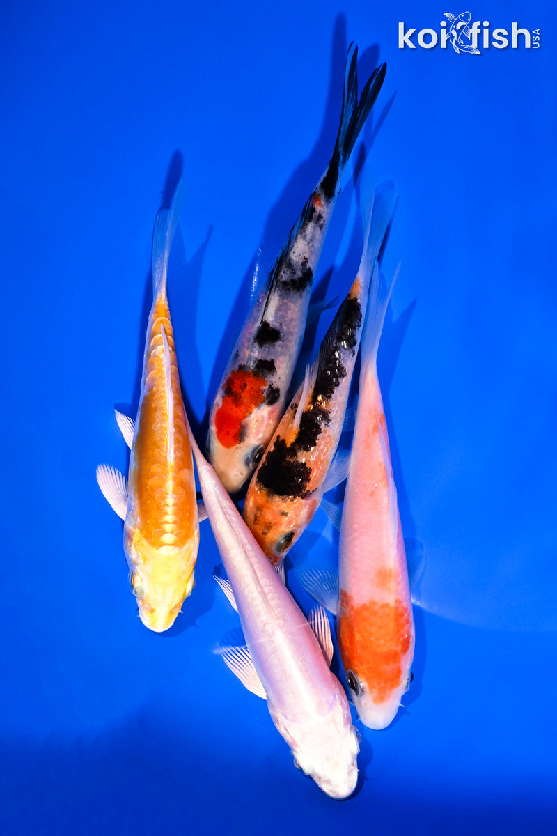 PACK OF (5) 3.5-4.5" STANDARD KOI