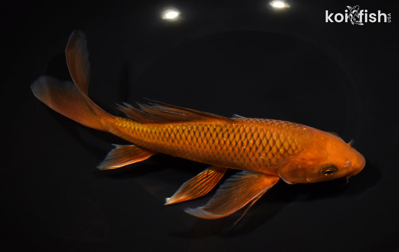 8.5" CHAGOI BUTTERFLY