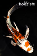 10.75" KUJAKU BUTTERFLY