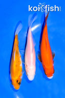 PACK OF (3) 4.5-5" COMET GOLDFISH