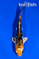 4" HEISEI NISHIKI