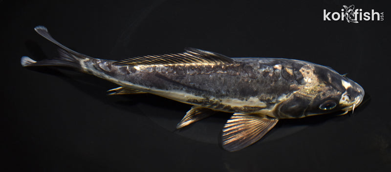 7.75" KIKOKURYU