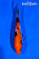 4" SANKE