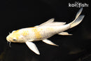 7.25" LEMON HARIWAKE BUTTERFLY