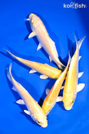 PACK OF (5) 5-6" STANDARD KOI